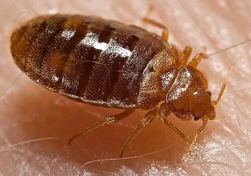 Bed bug pest control