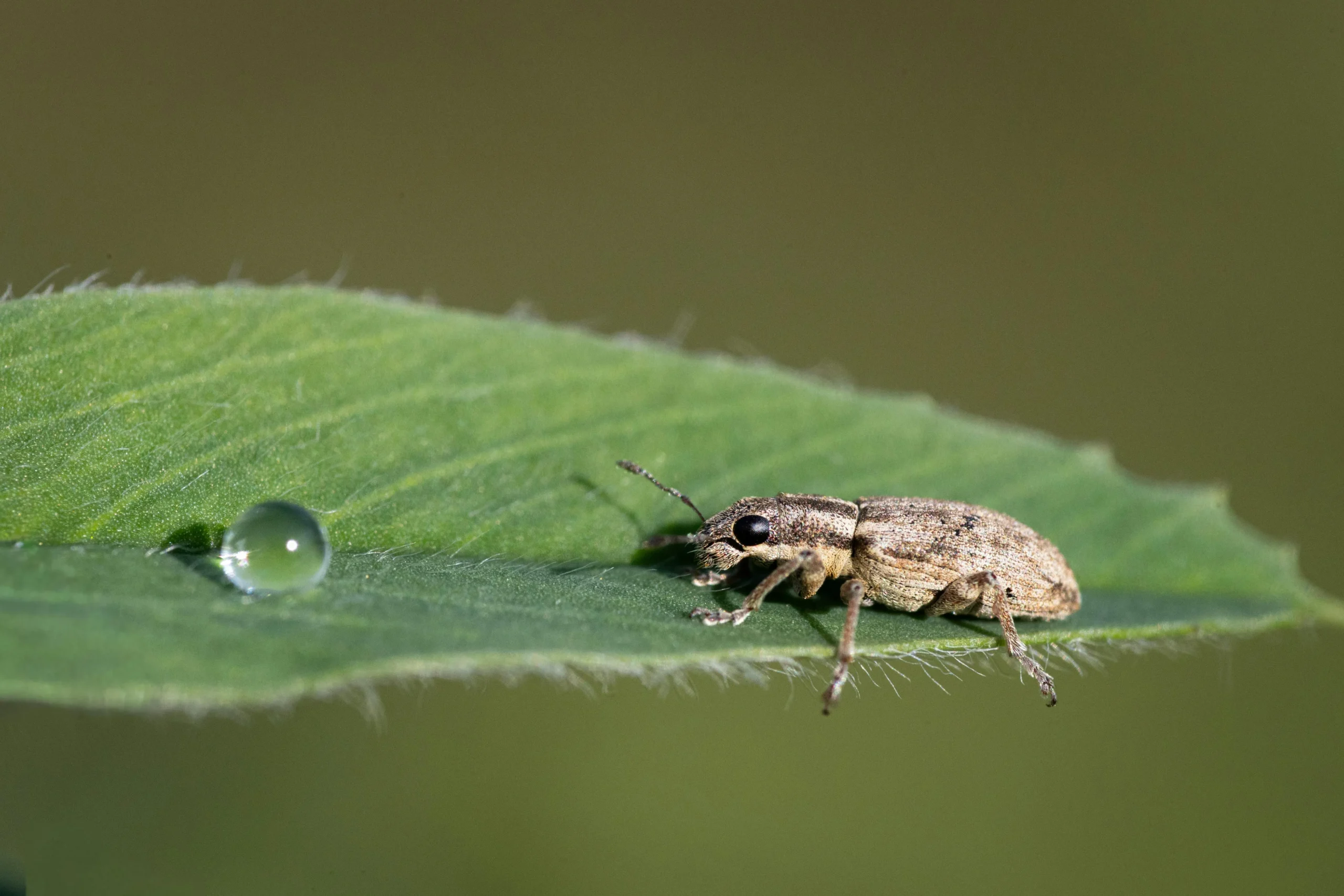 Eco-friendly treatment options