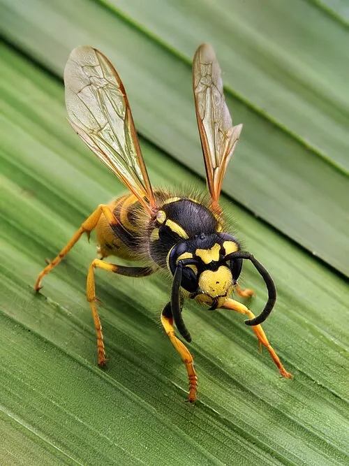 Wasp and hornet pest control