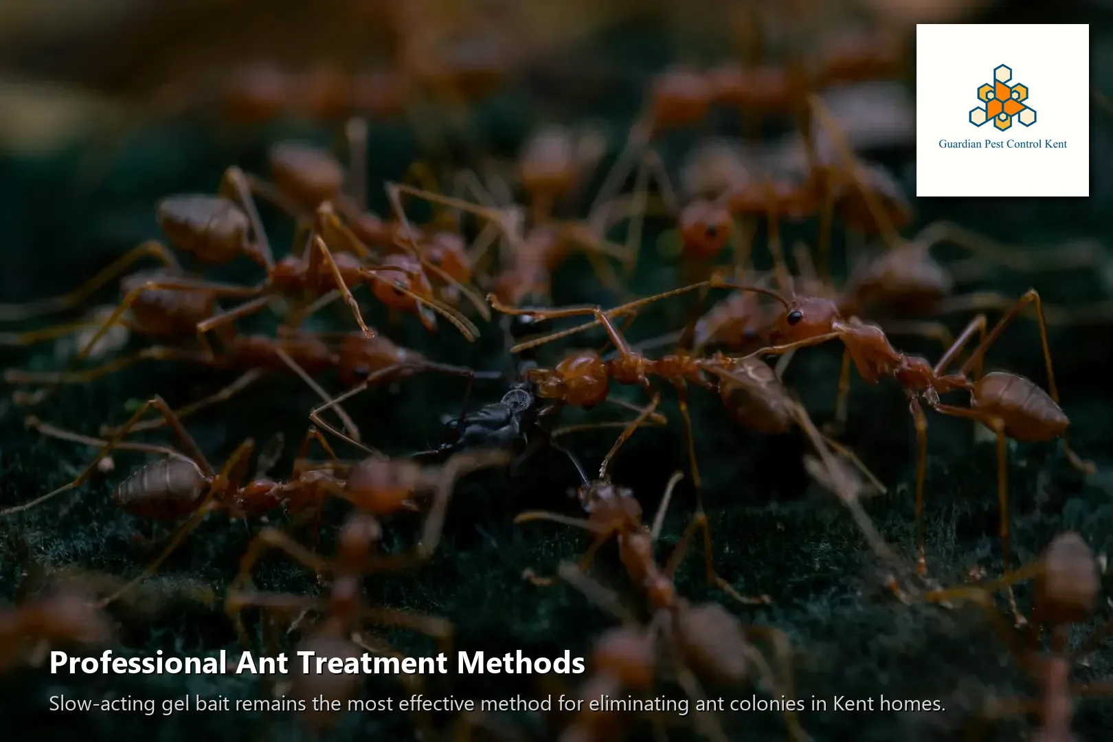 Pest control technician applying ant treatment along baseboard in Kent WA home