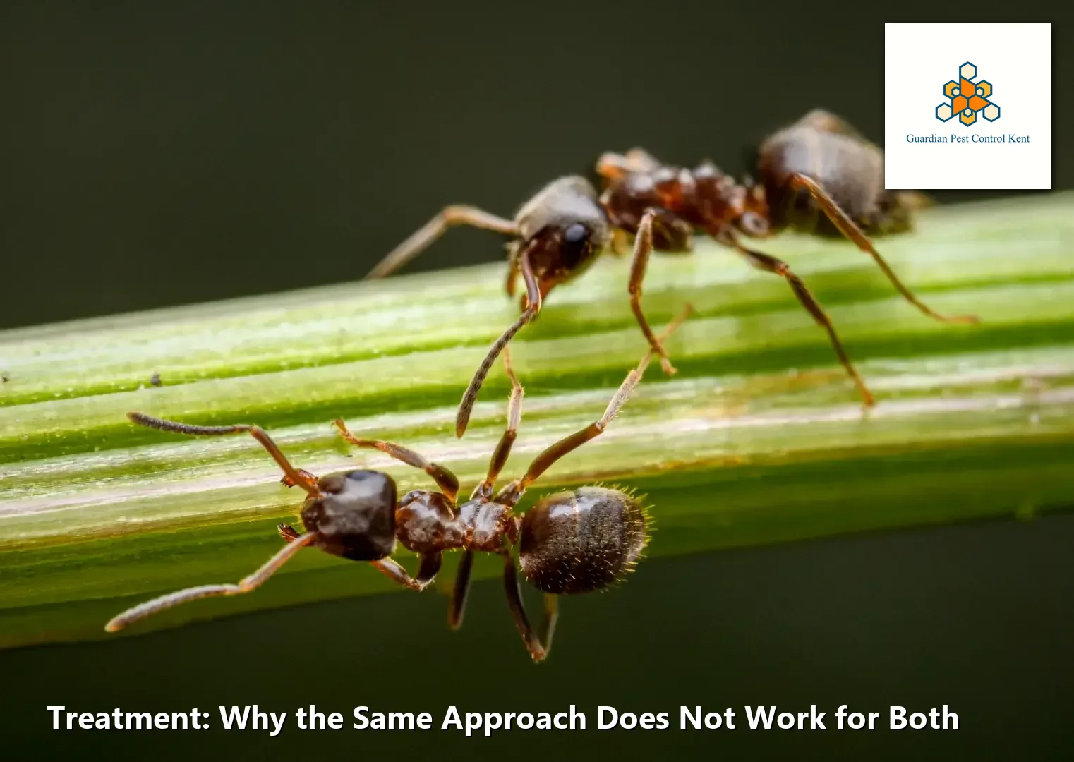 Size comparison of carpenter ant versus pavement ant on ruler scale in Kent WA