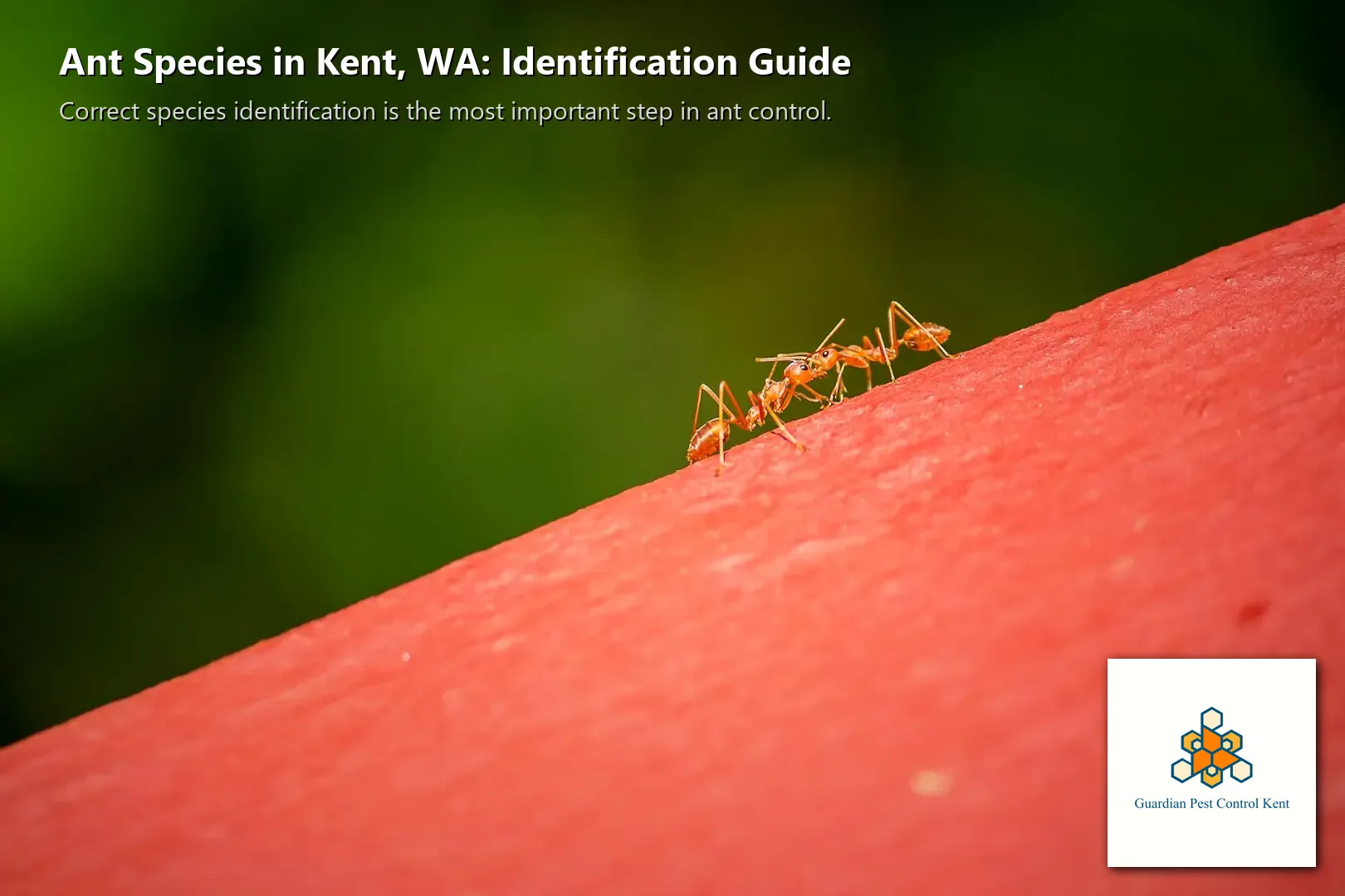 Ant trail entering Kent WA home through gap at door threshold