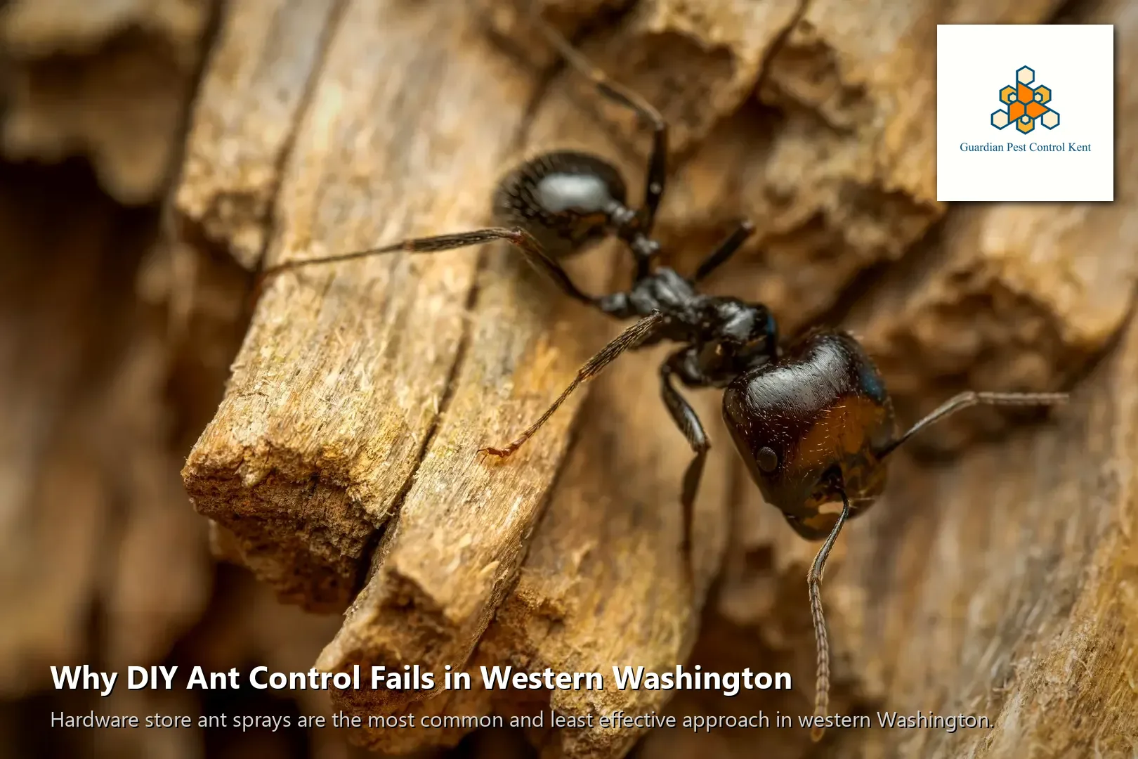 Carpenter ant gallery tunnels inside wood beam showing smooth walls and frass deposits