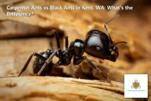 Carpenter Ants vs Black Ants in Kent, WA: What’s the Difference?