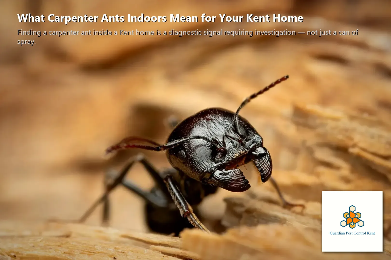 Carpenter ant gallery tunnels in wood beam showing smooth walls and frass deposits