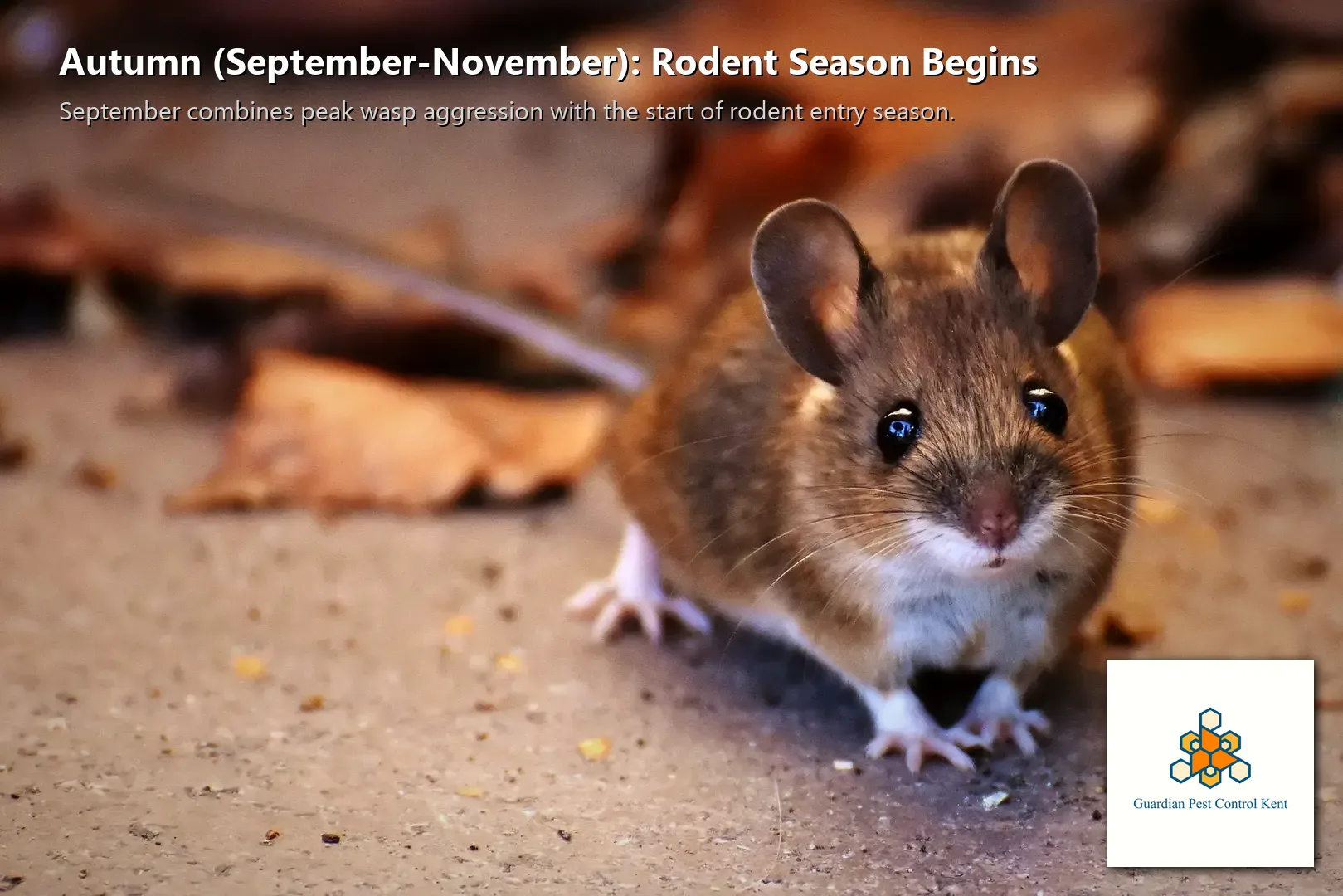 Mouse seeking shelter through gap at foundation of Washington state home in fall