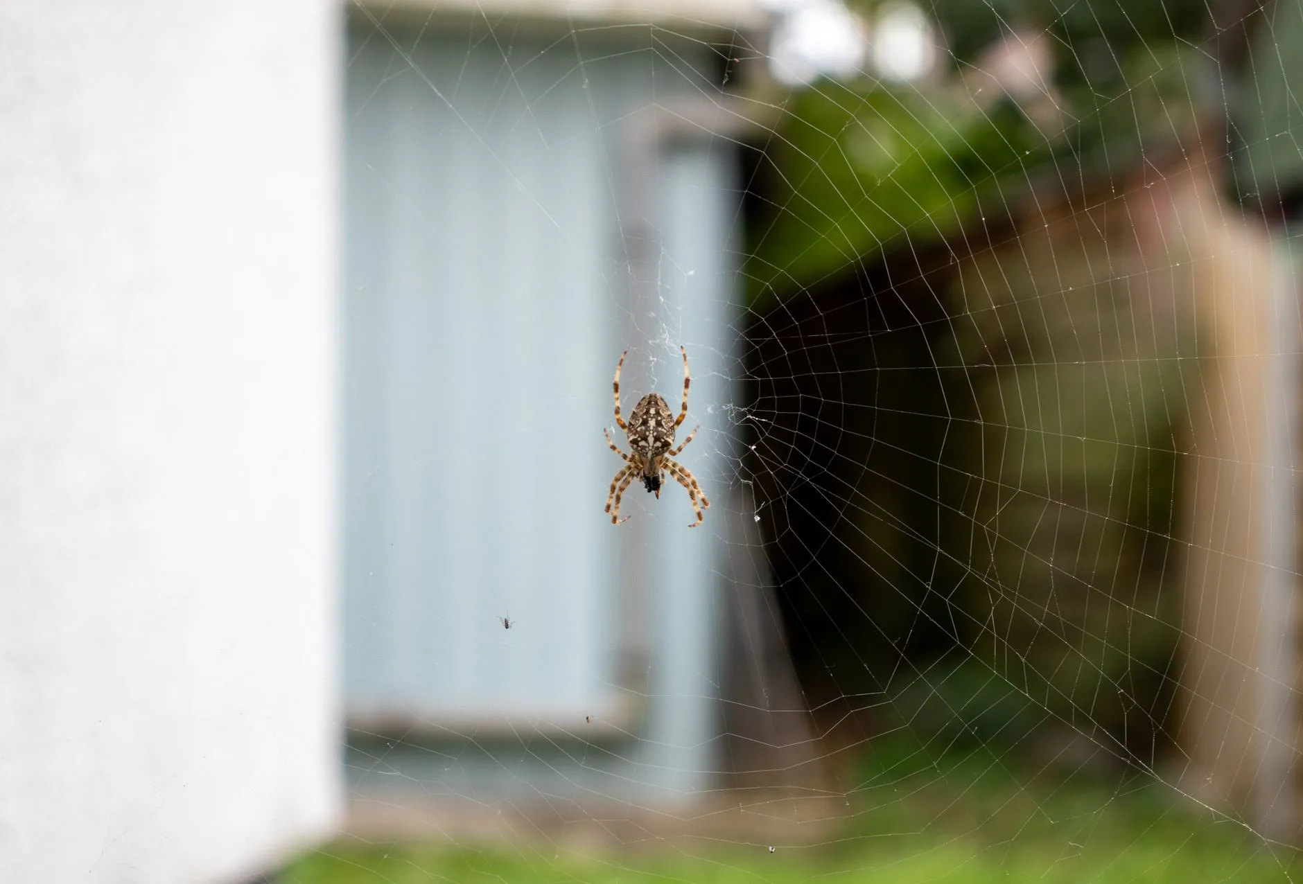 House spider in dusty cobweb in corner of South King County home