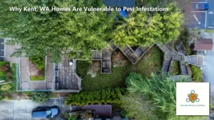 Why Kent, WA Homes Are Vulnerable to Pest Infestations