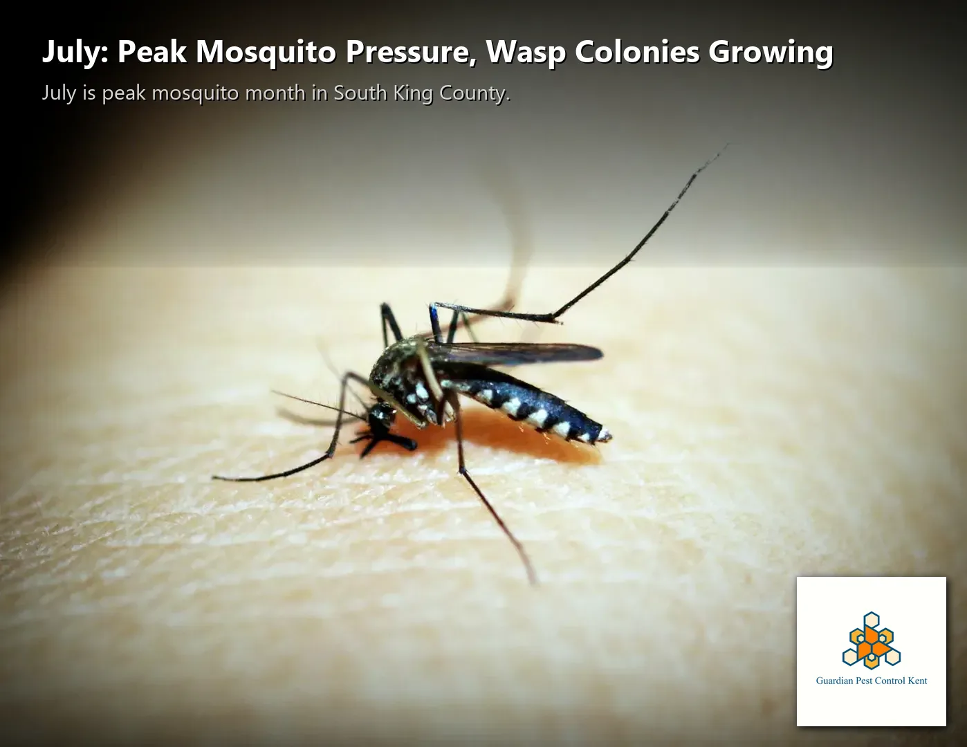 Mosquito macro close-up on human skin in Washington state