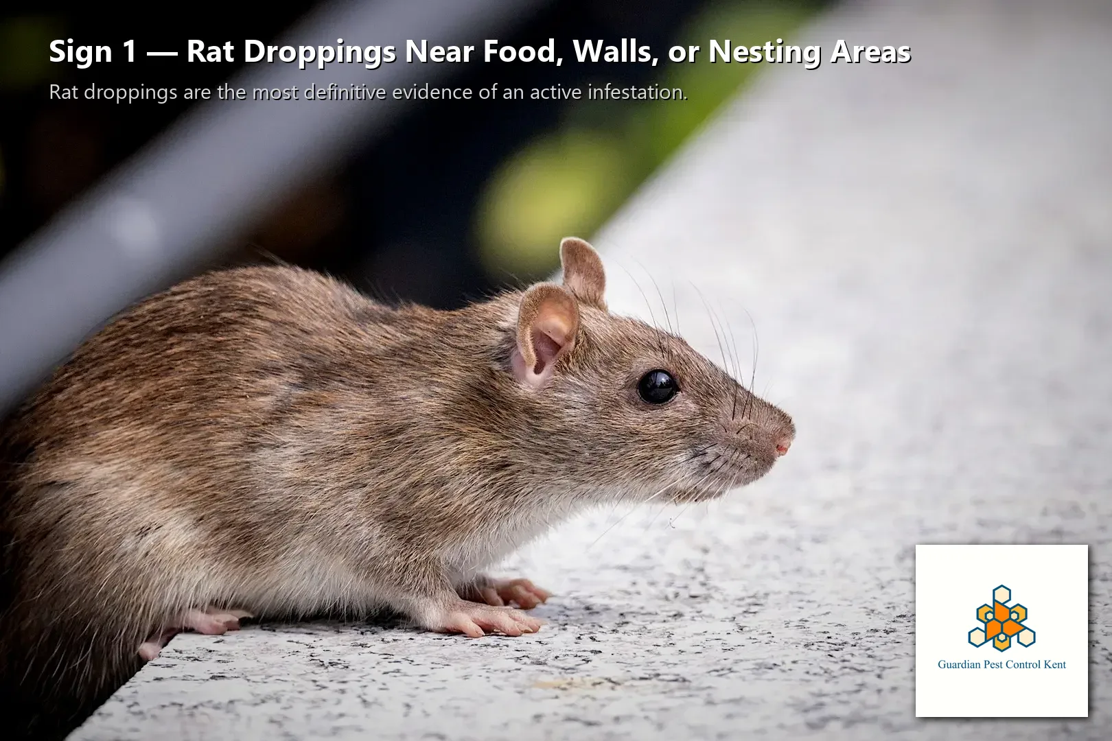 Norway rat close-up profile view on concrete in Kent WA urban setting