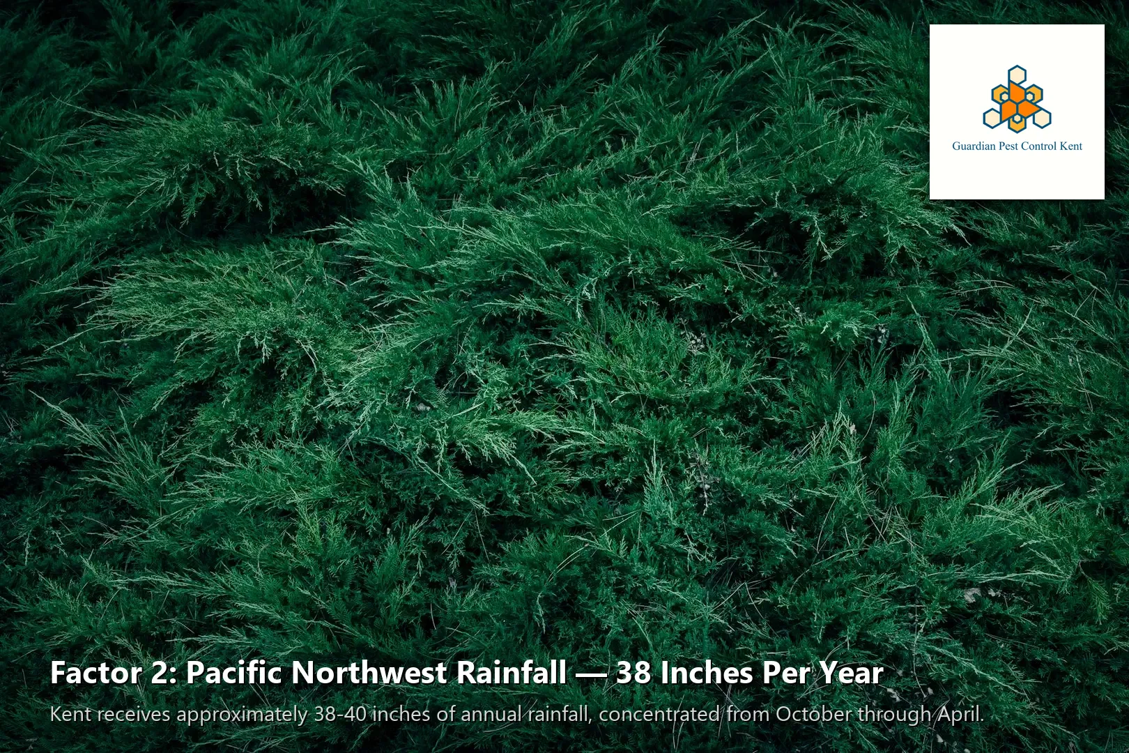 Dense Pacific Northwest vegetation growing against Kent WA home providing pest harborage