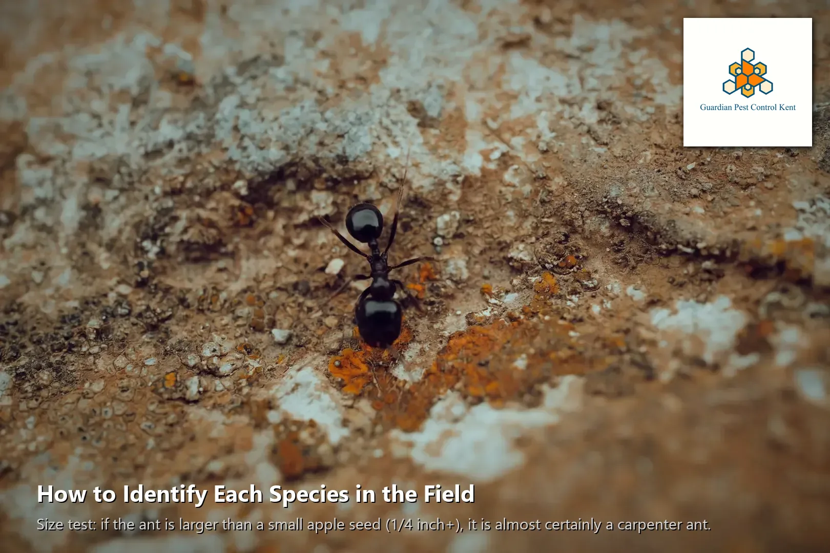 Black pavement ant macro close-up on concrete surface in Kent WA