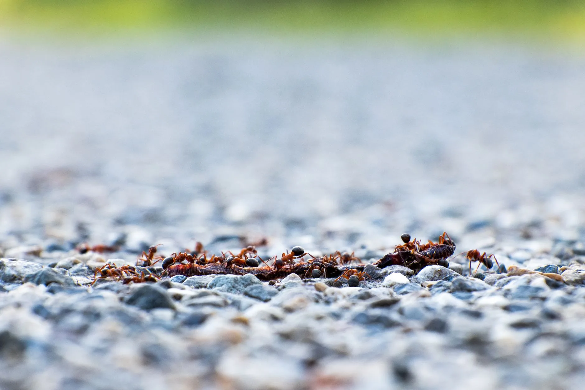 Pavement ant trail along baseboard in South King County residential kitchen