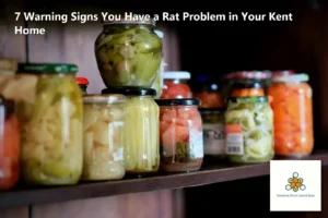 7 Warning Signs You Have a Rat Problem in Your Kent Home