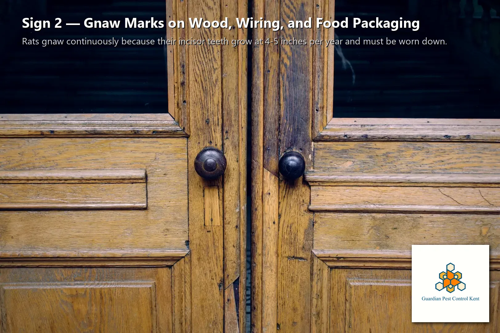 Fresh rat gnaw marks on wooden door frame showing active entry point in Kent WA home