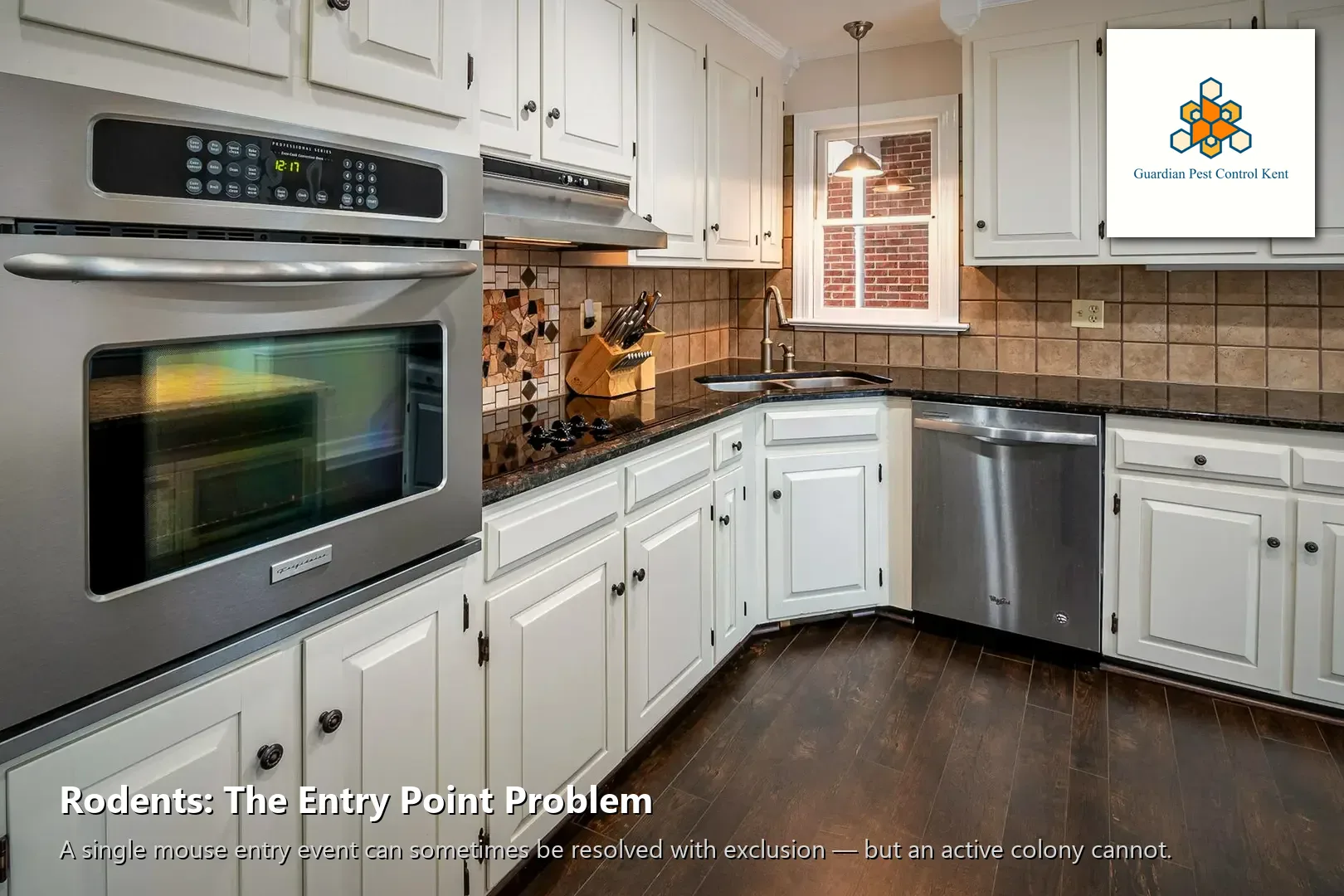 Rodent droppings near kitchen cabinet indicating active rat infestation in Kent WA