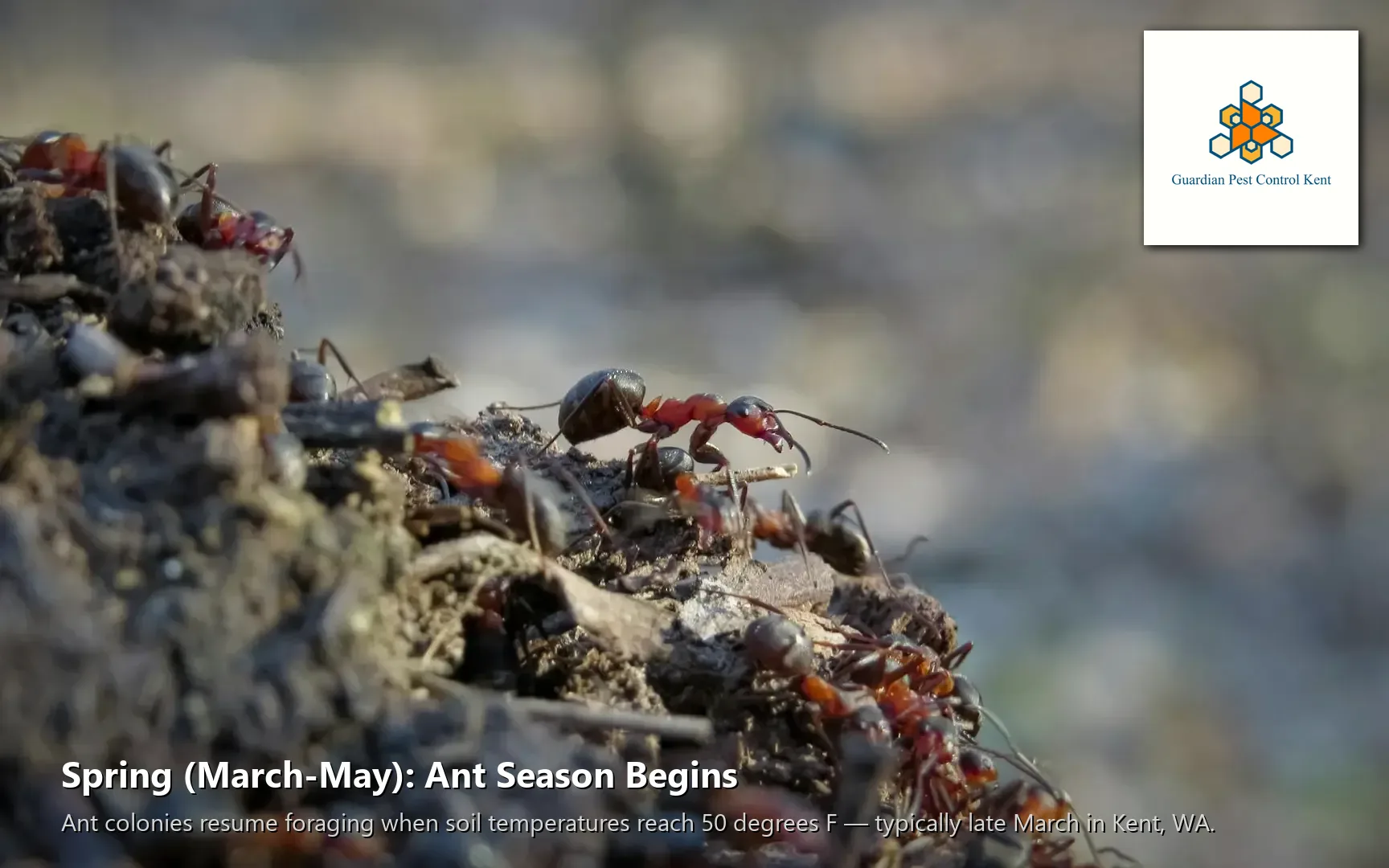 Ant colony emerging from soil in Pacific Northwest garden in spring