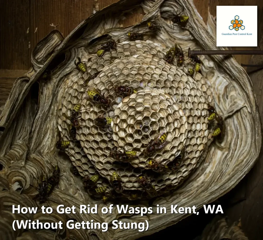 How to Get Rid of Wasps in Kent, WA