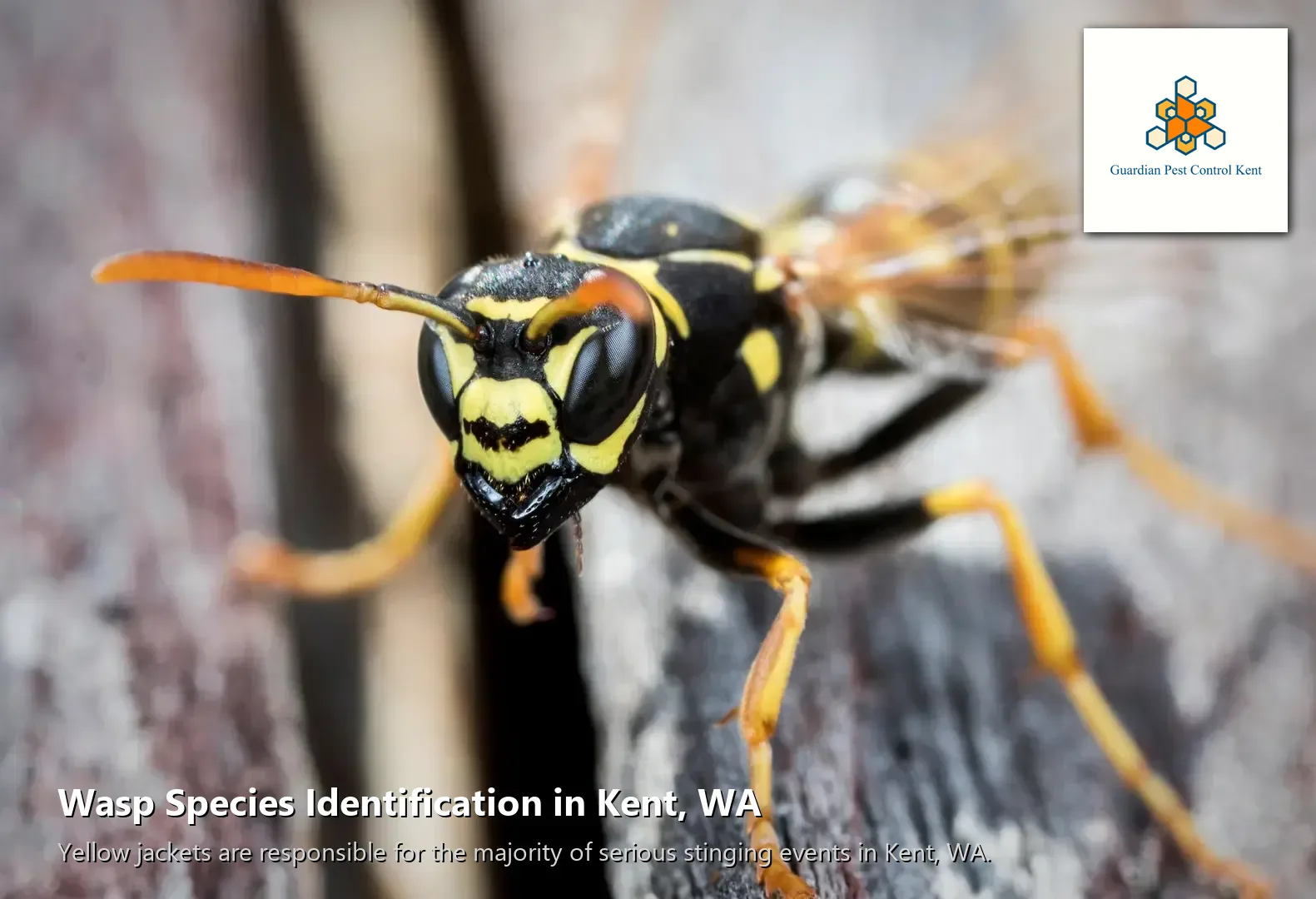 Yellow jacket wasp macro close-up on surface in Washington state