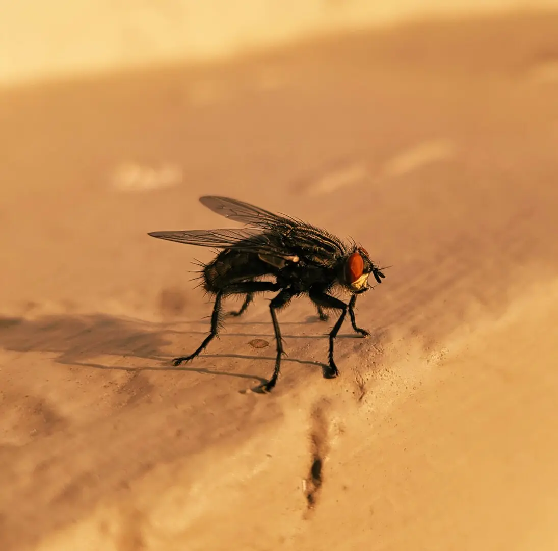 Insect Control