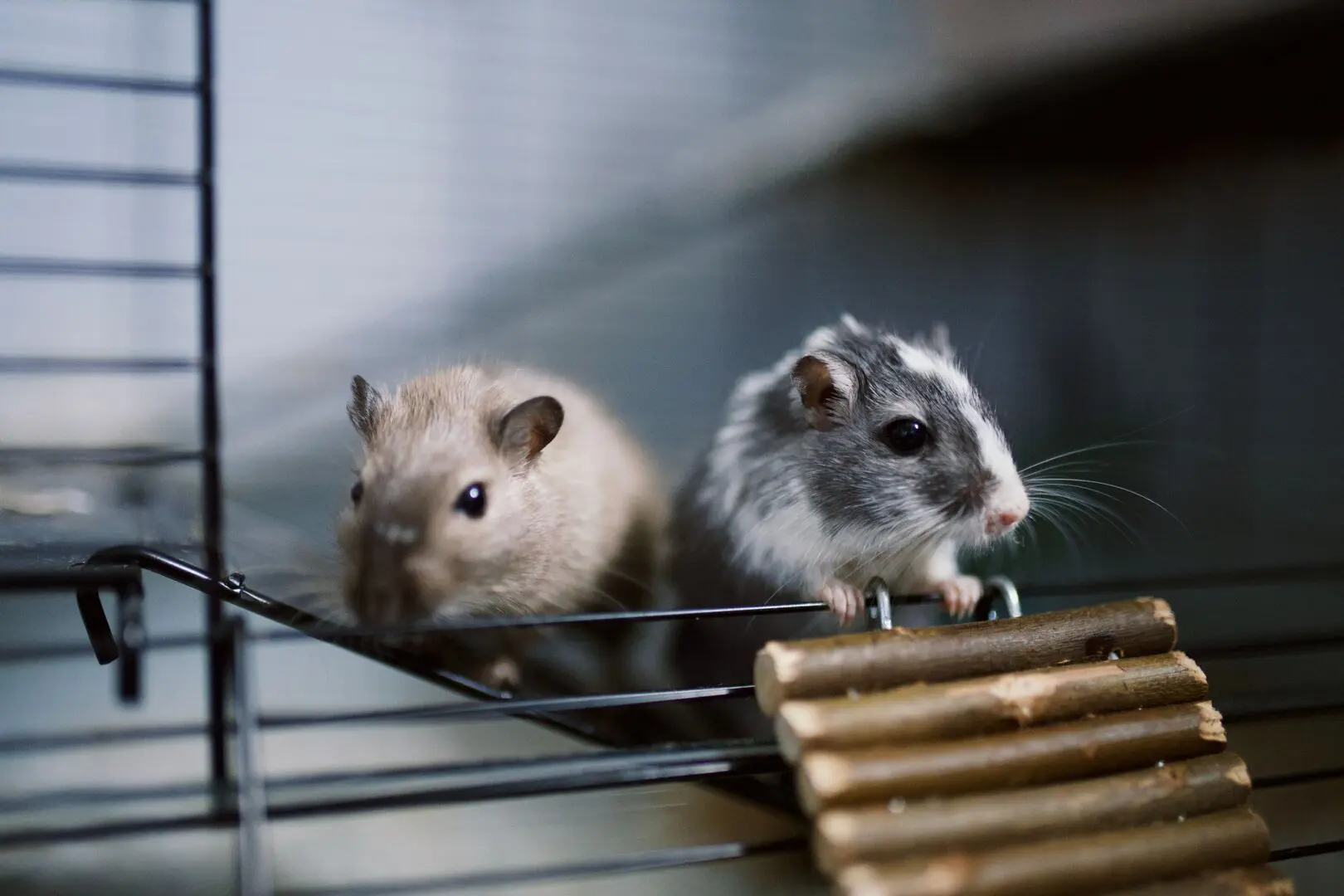 Residential Pest Control
