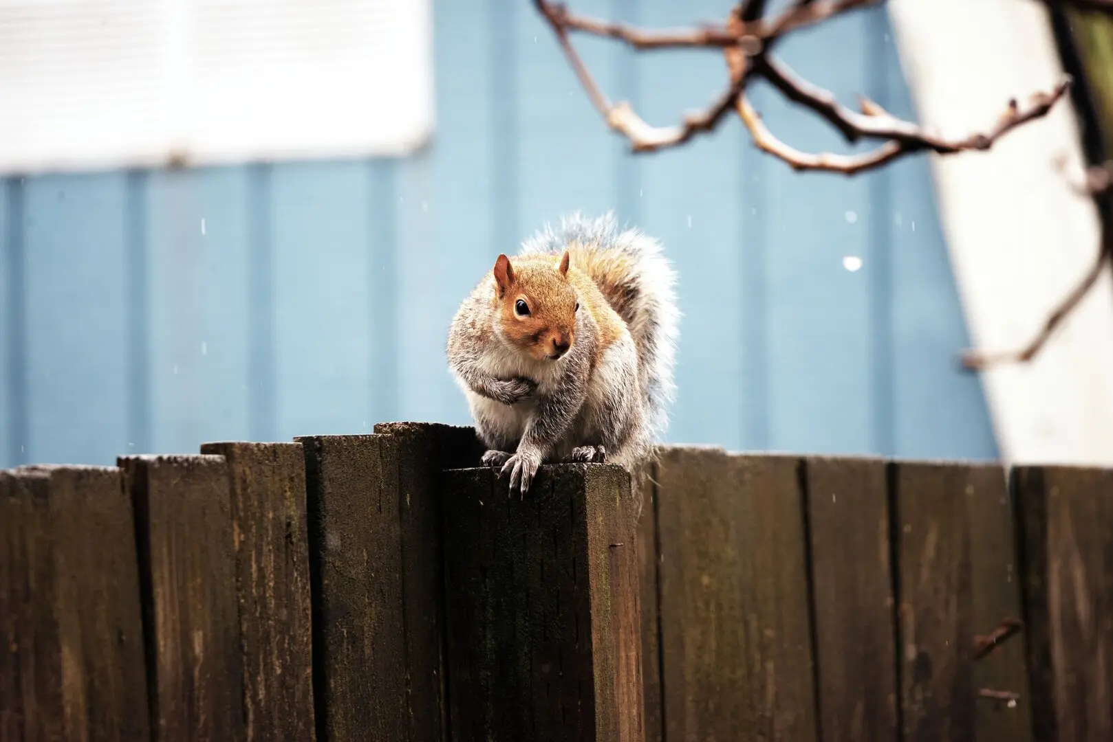 Wildlife Control