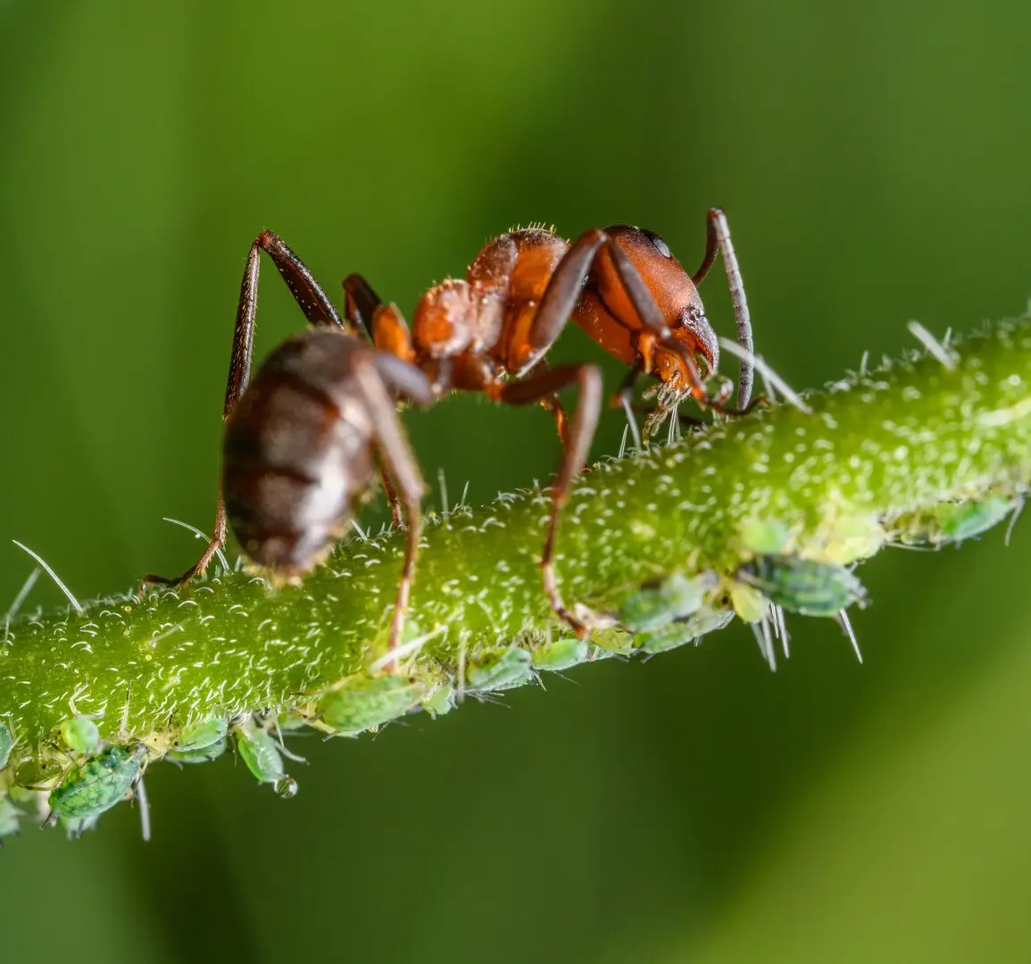 Insect Control