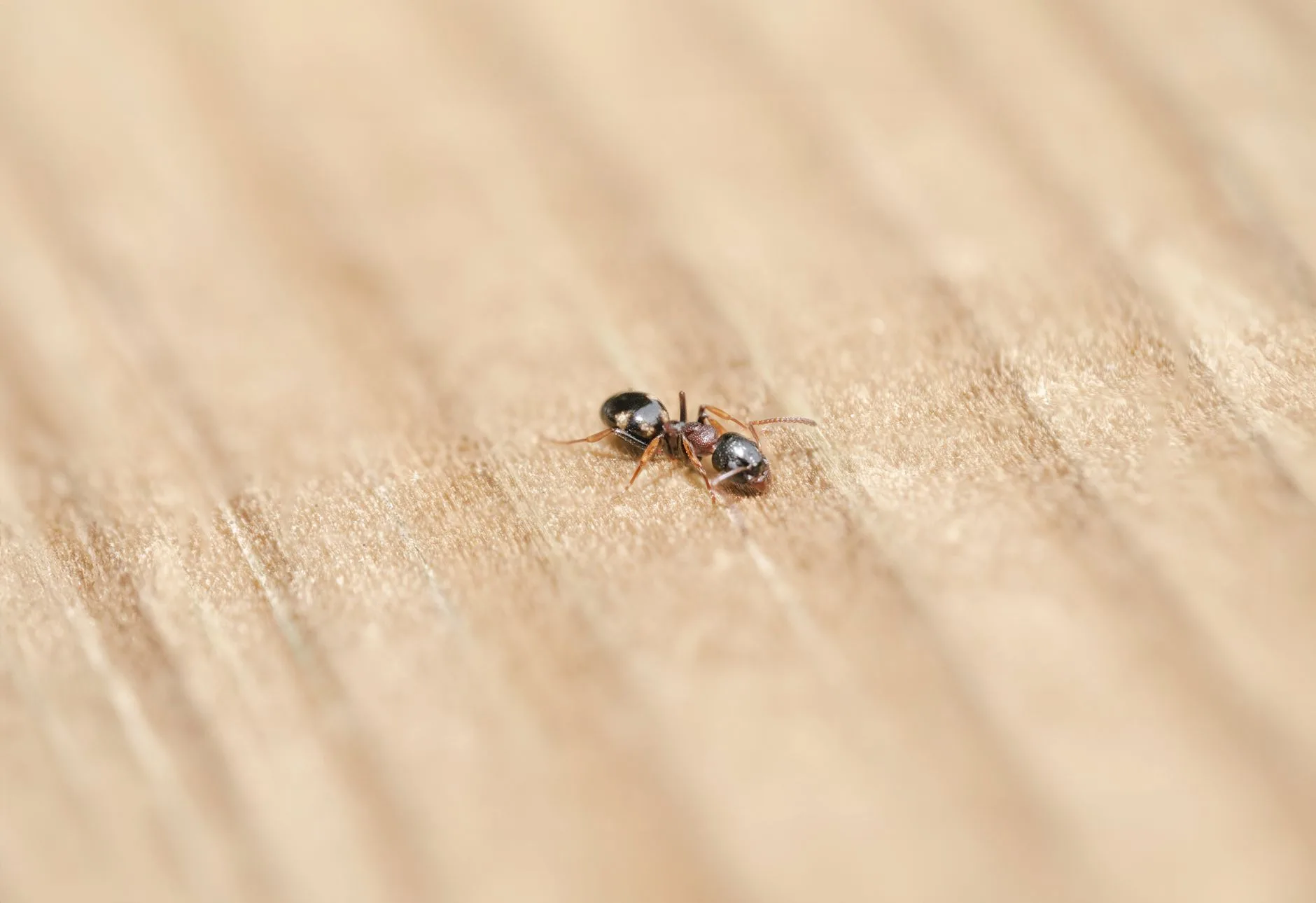 Bed Bug — Identification Guide for Kent WA