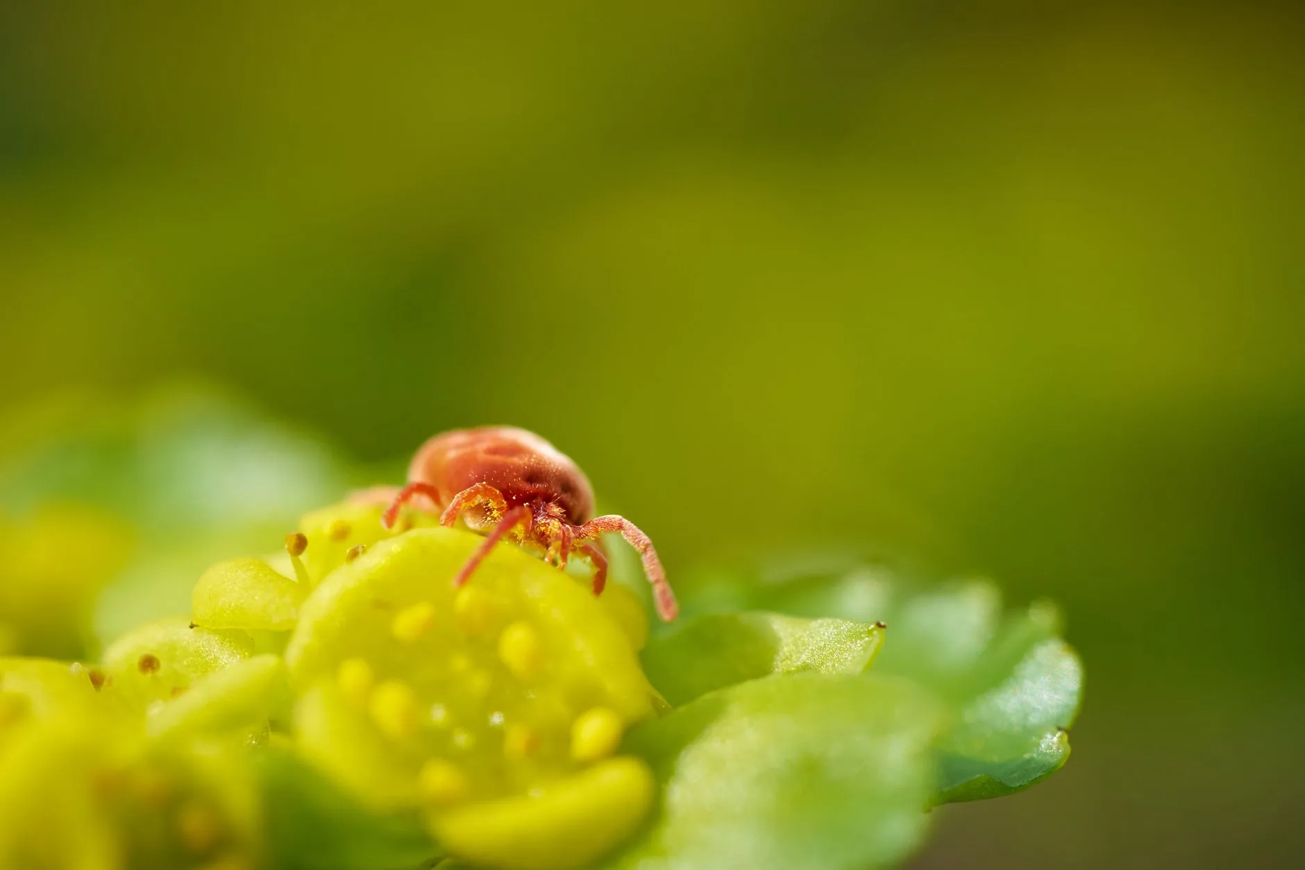 Bed Bug — Identification Guide for Kent WA