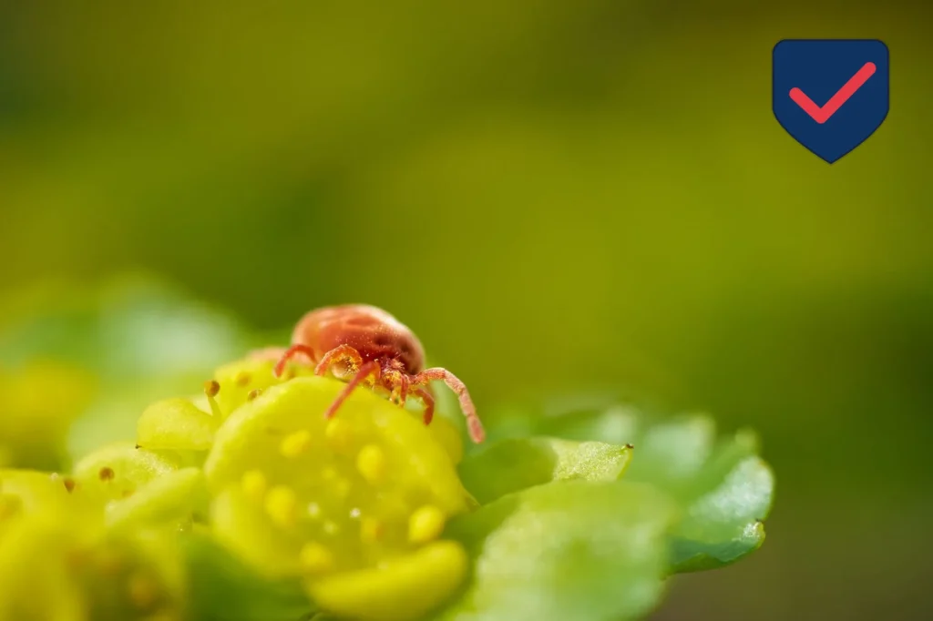 Bed Bug — Identification Guide for Kent WA