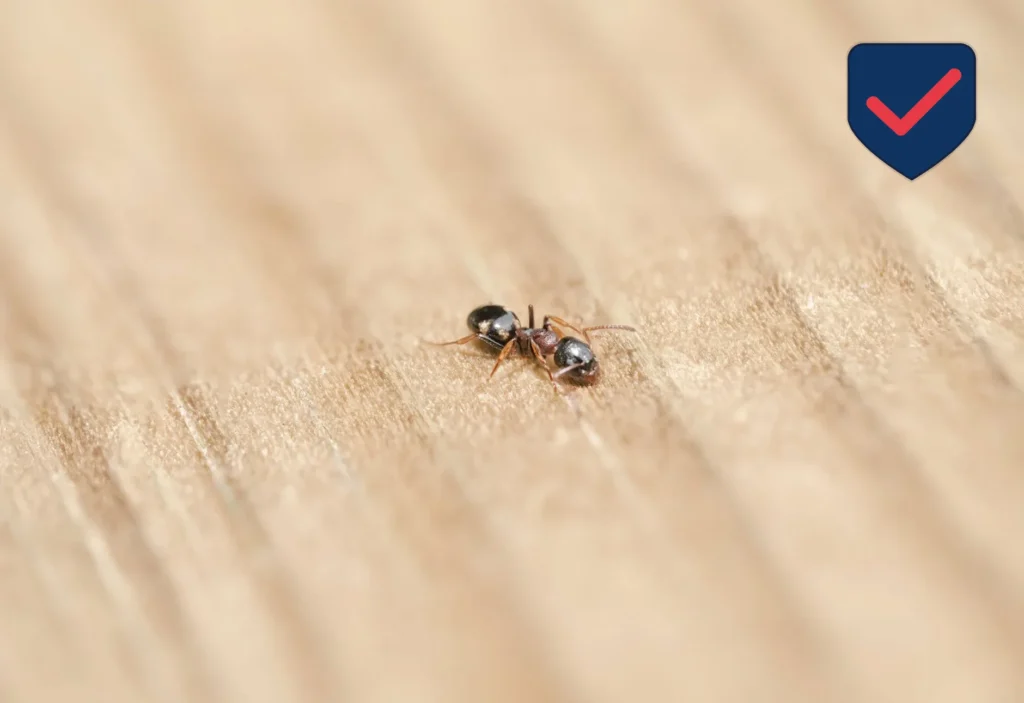 Bed Bug — Identification Guide for Kent WA