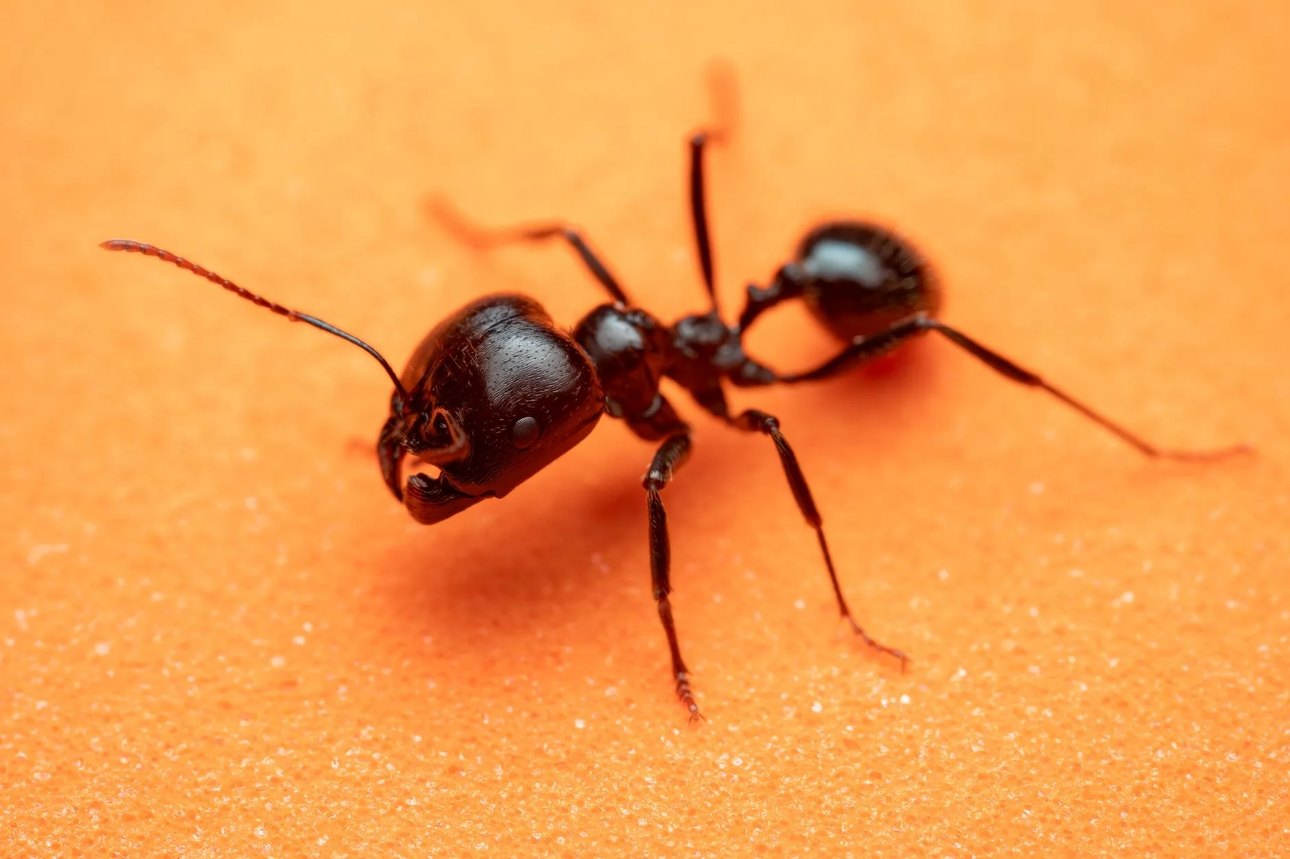 Carpenter Ant — Identification Guide for Kent WA
