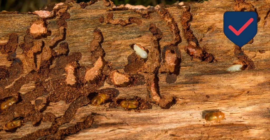Carpenter Ant — Identification Guide for Kent WA