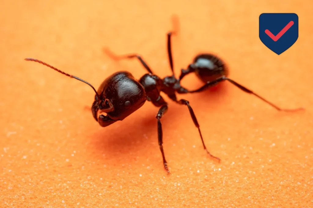 Carpenter Ant — Identification Guide for Kent WA