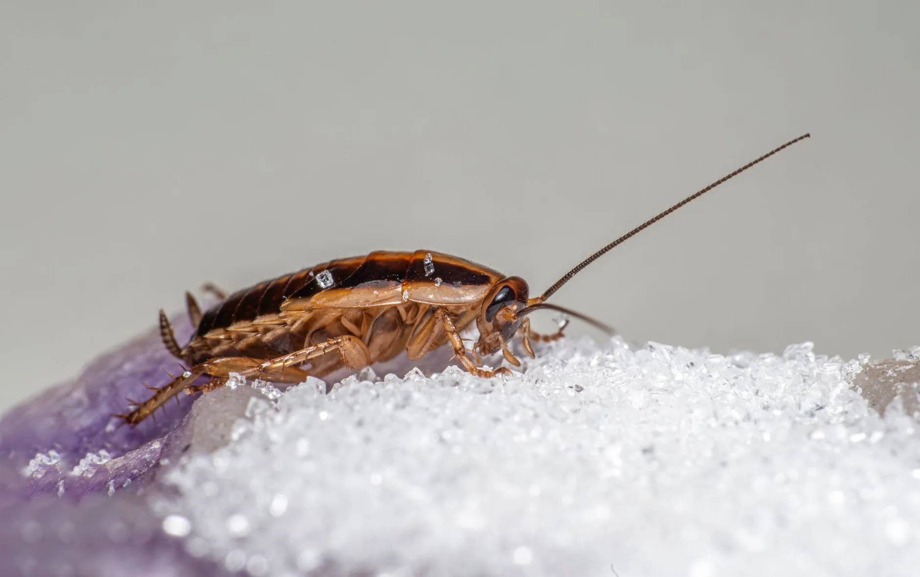 German Cockroach — Identification Guide for Kent WA
