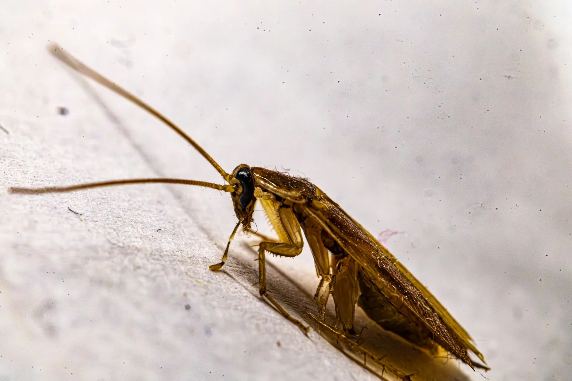 German Cockroach — Identification Guide for Kent WA