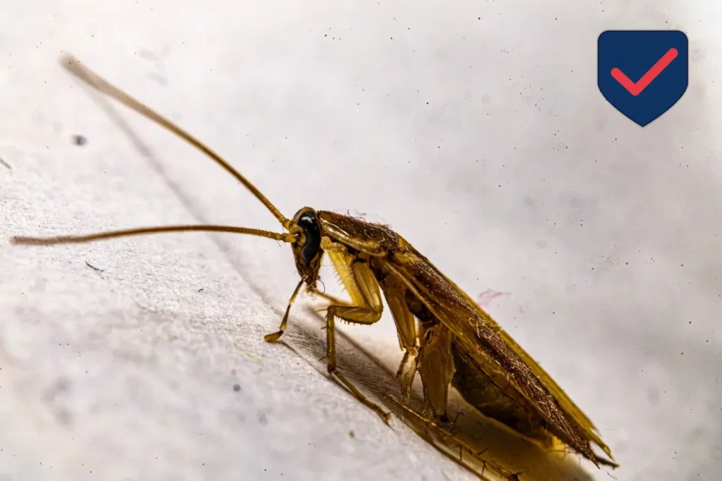 German Cockroach — Identification Guide for Kent WA