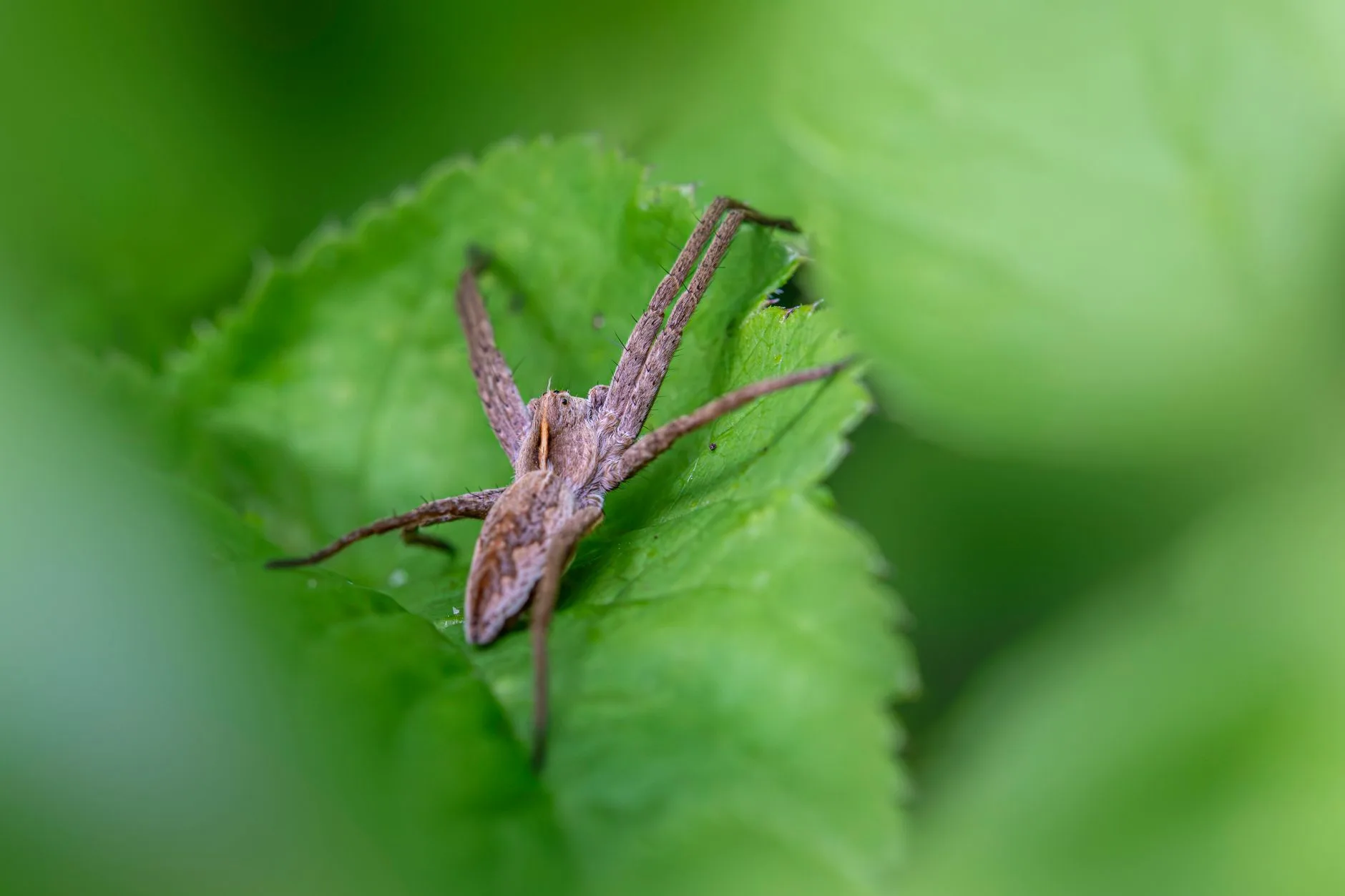 Hobo Spider — Identification Guide for Kent WA