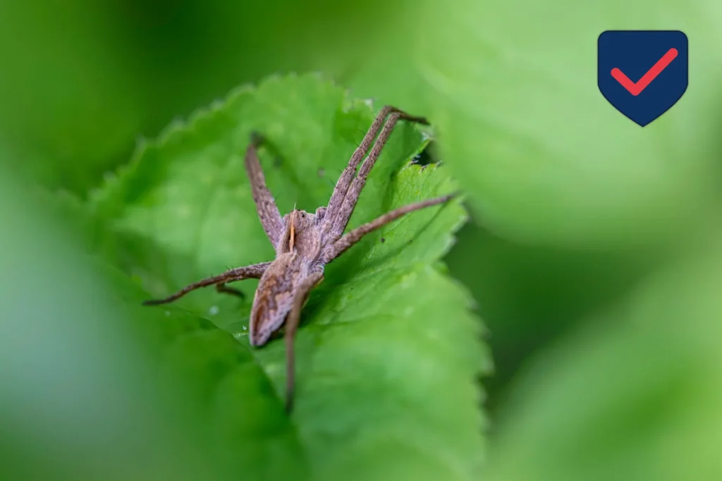 Hobo Spider — Identification Guide for Kent WA