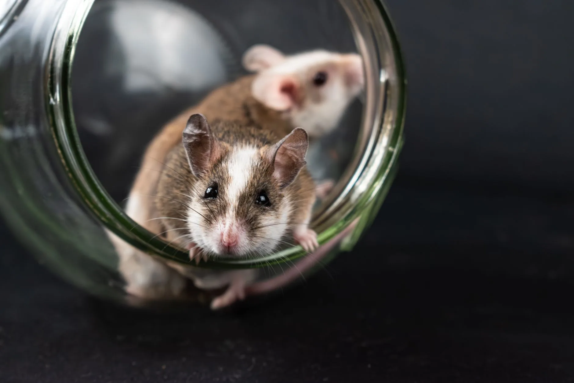 House Mouse — Identification Guide for Kent WA