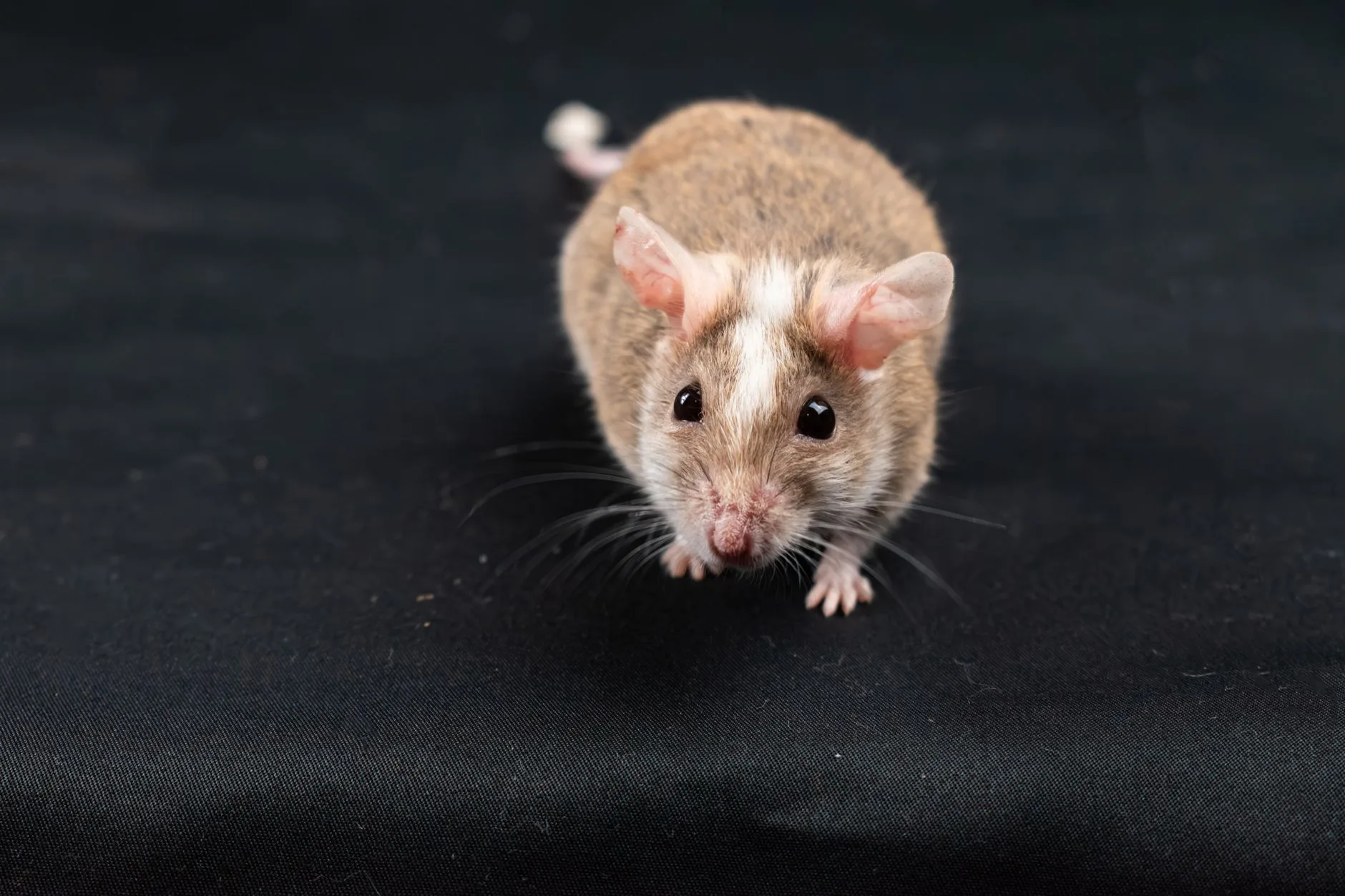House Mouse — Identification Guide for Kent WA