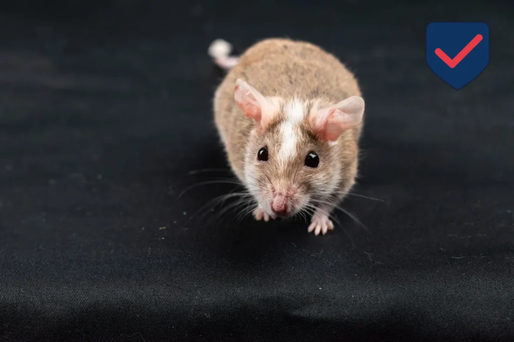House Mouse — Identification Guide for Kent WA