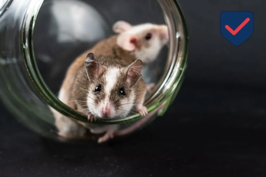 House Mouse — Identification Guide for Kent WA