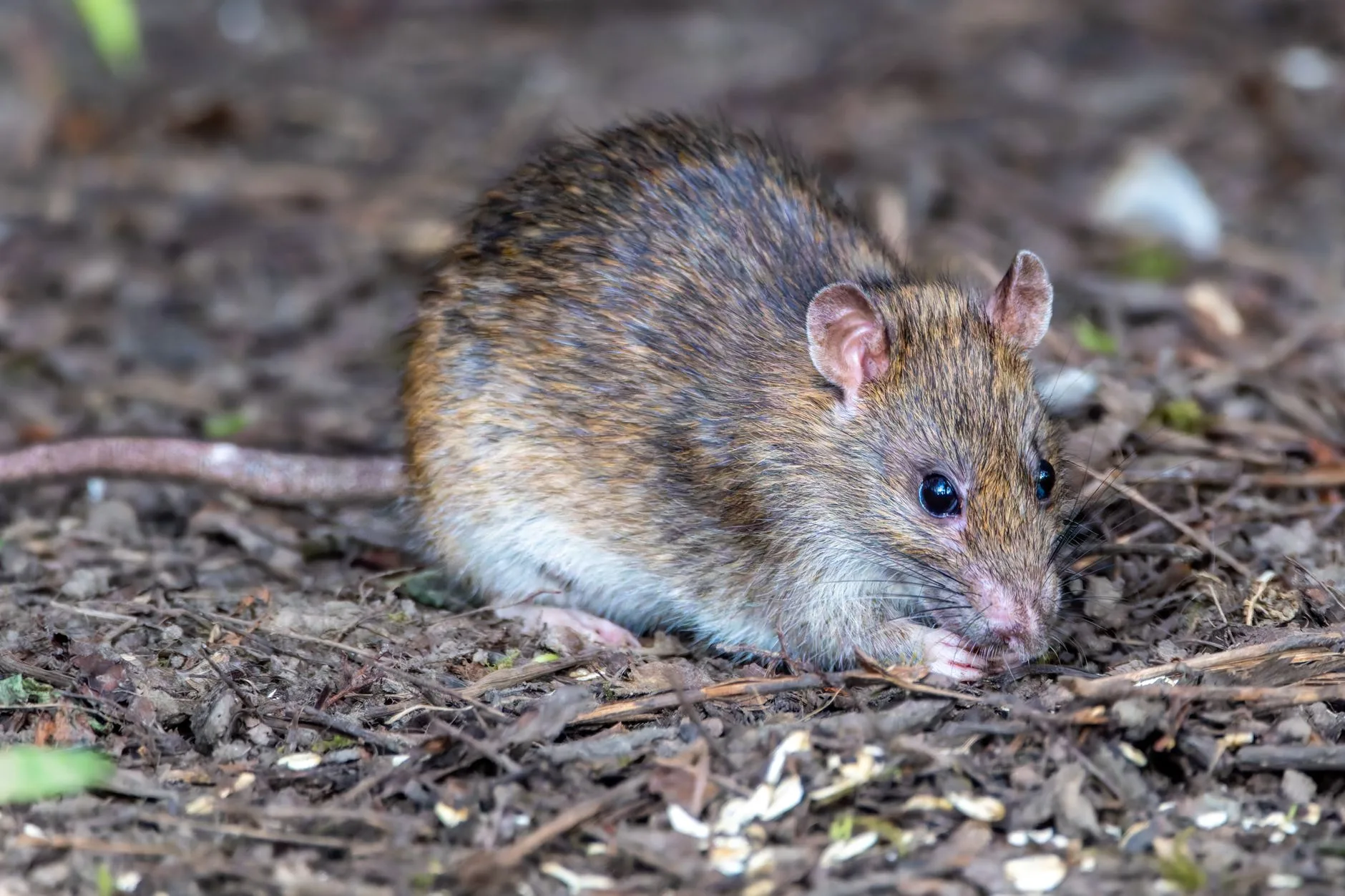Norway Rat — Identification Guide for Kent WA