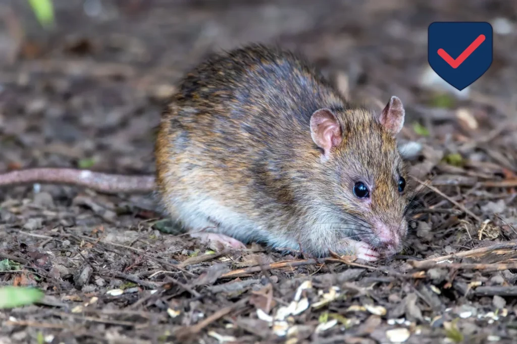 Norway Rat — Identification Guide for Kent WA