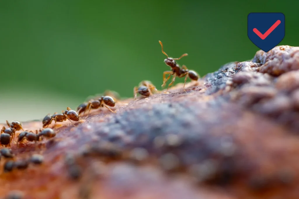 Odorous House Ant — Identification Guide for Kent WA