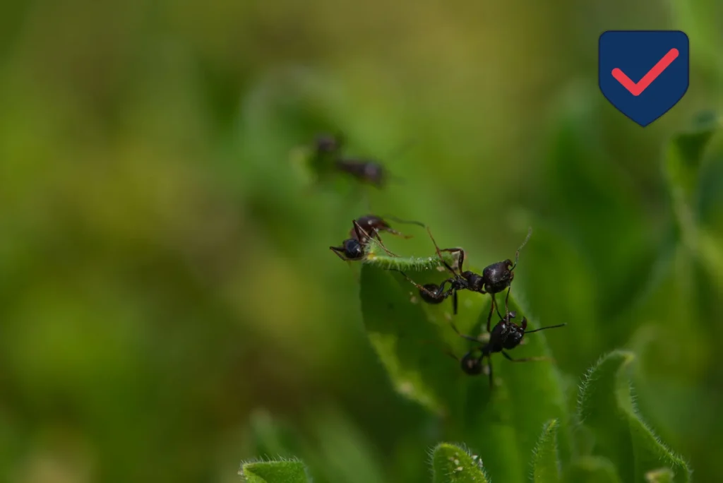 Odorous House Ant — Identification Guide for Kent WA