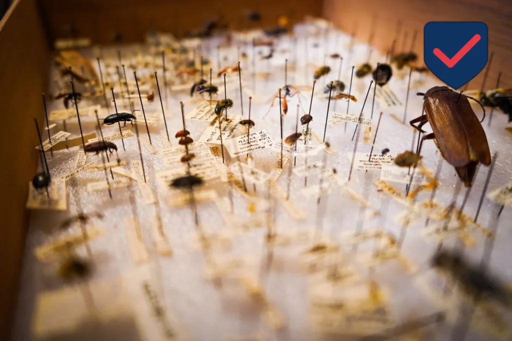 Pest Library — Common Pests in Kent WA and South King County