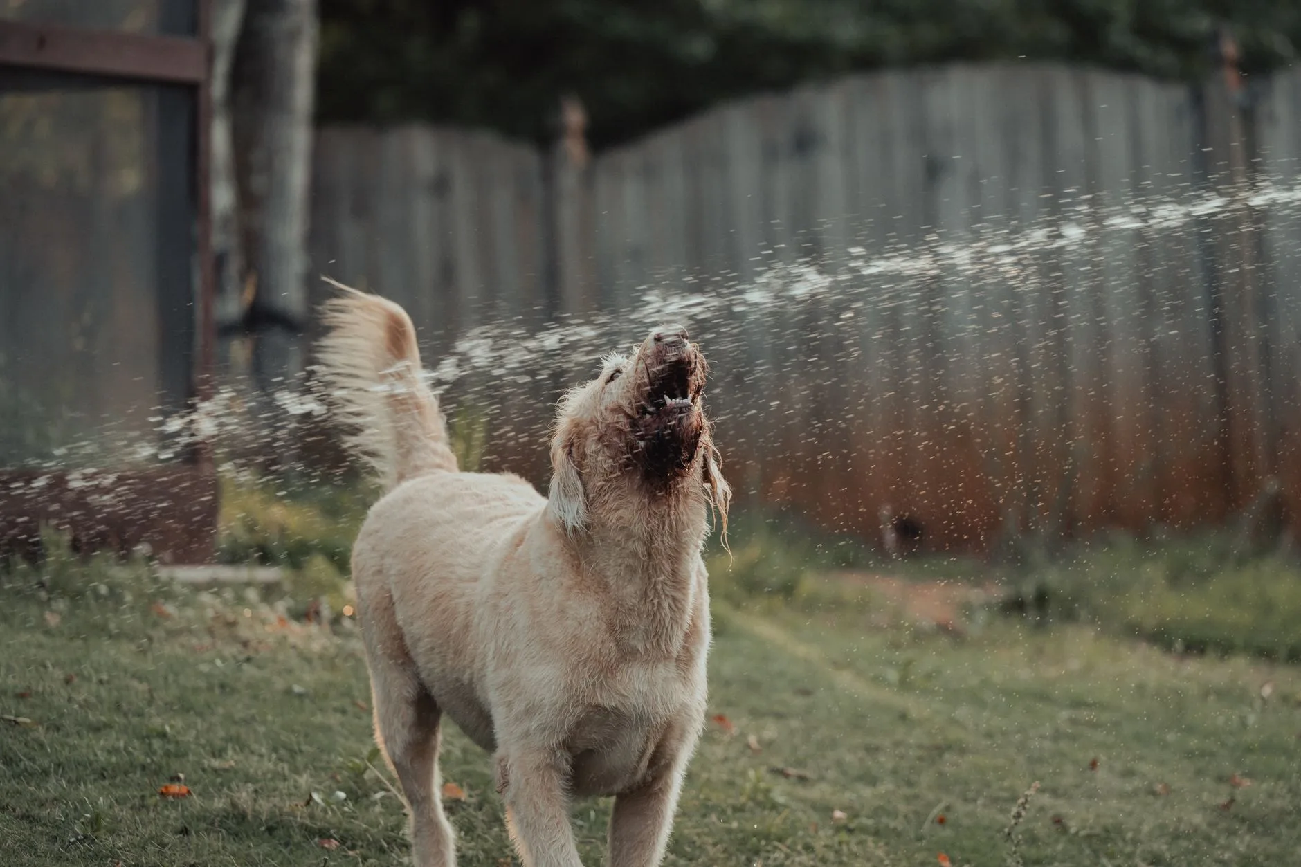 Flea & Tick Control in Kent WA