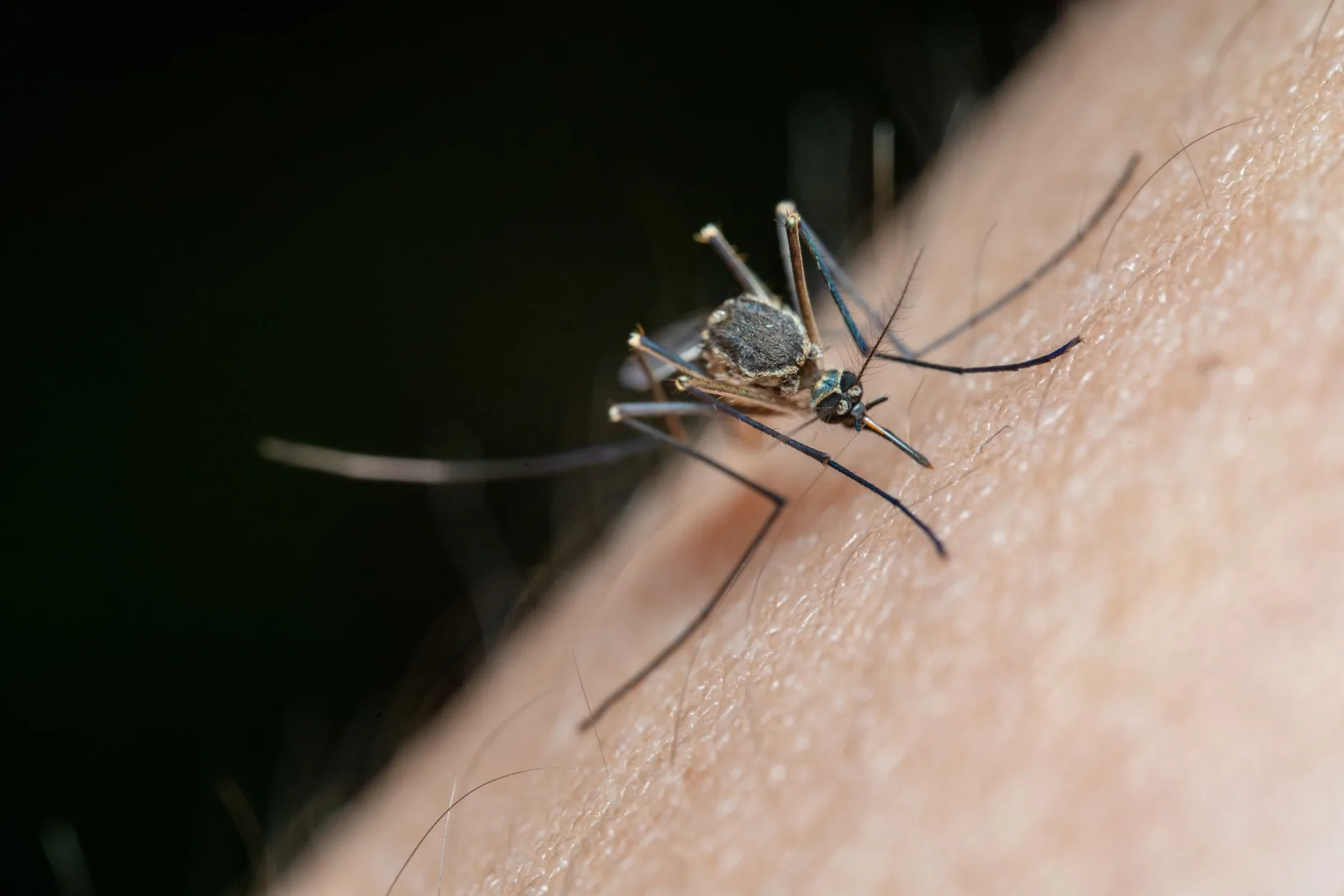 Mosquito Control in Kent WA